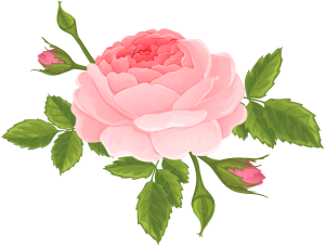 Розы Новороссийска