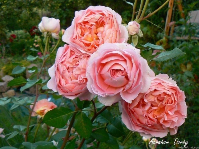 Роза Абрахам Дерби 4
