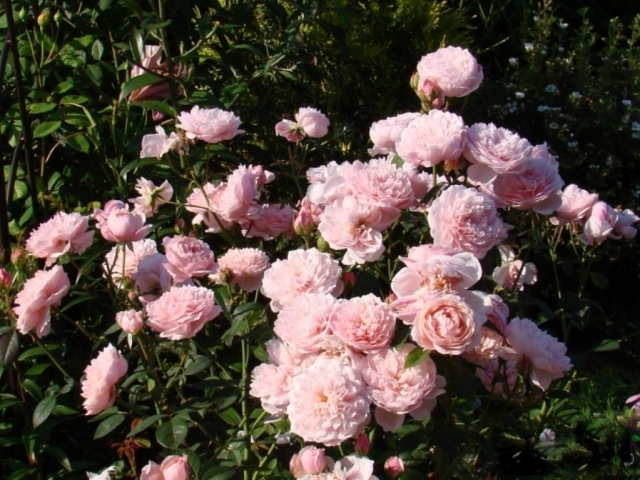 Роза Алнвик Роуз 5