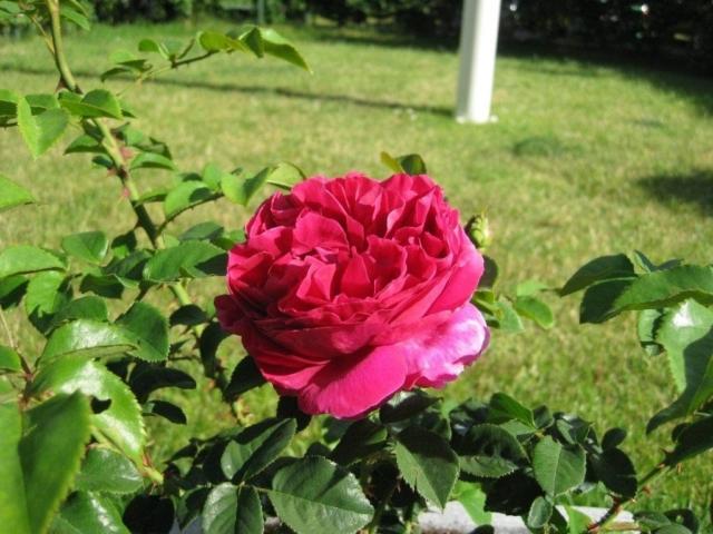 Роза Отелло 2