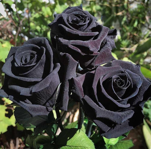 Чёрная королева ( Black Queen )