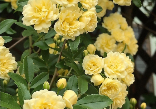 Леди Бэнкс Еллоу ( Lady Banks Yellow )