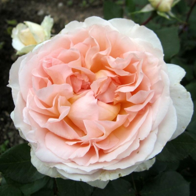 Мерхензаубер ( Marchenzauber )