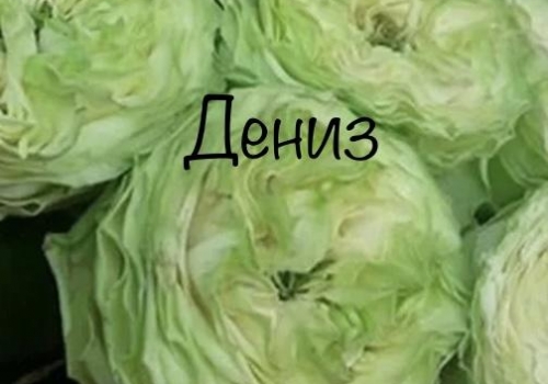Deniz (Дениз)