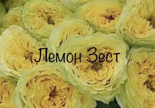 Lemon Zest (Лемон Зест)