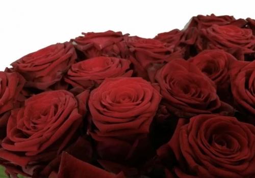 Mayra’s Red (Майра Ред)