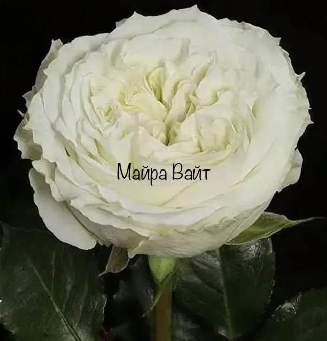 Mayra’s White (Майра Вайт)