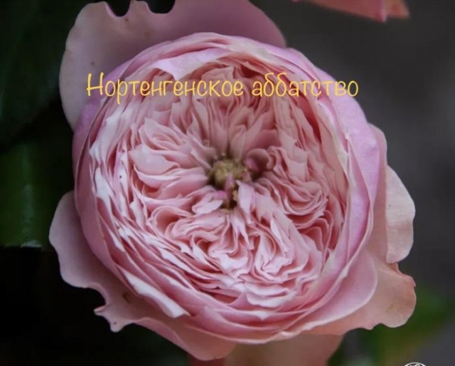Нортенгерское аббатство (Northanger Abbey)