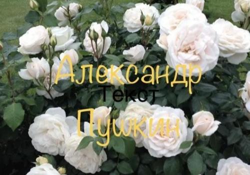 Prince Jardiniere (Александр Пушкин)