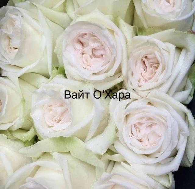White O’Hara (Вайт О’Хара)