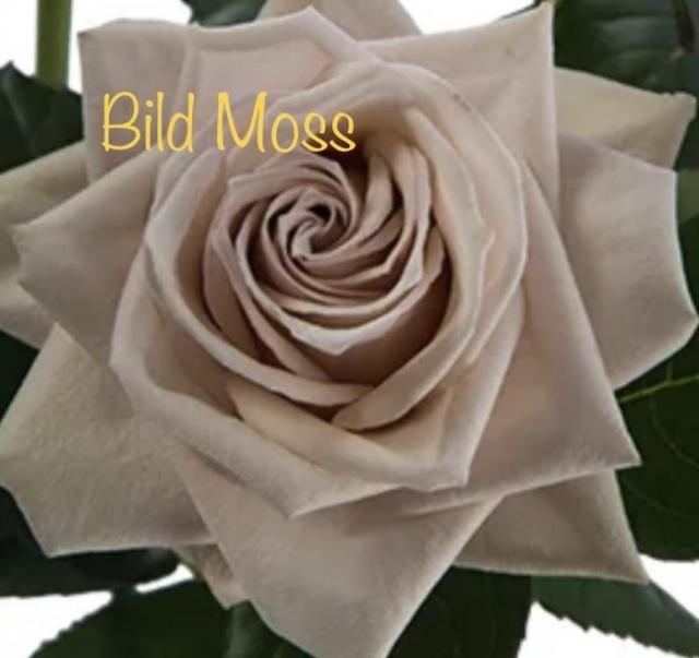 Wild Моss (Вайлд Мосс) — изображение 2