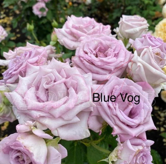 Blue Vogue — изображение 3