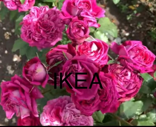 Ikea (Икеа)