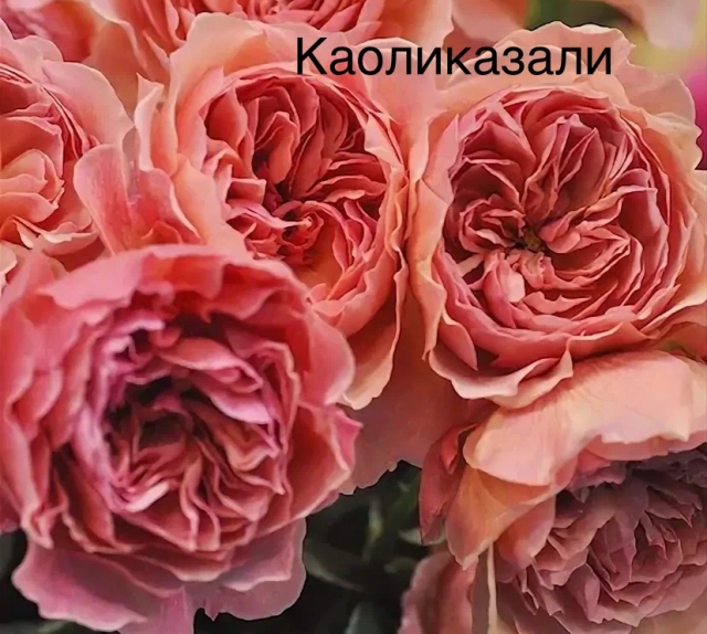 Kaorikazari (Каоликазали) — изображение 3