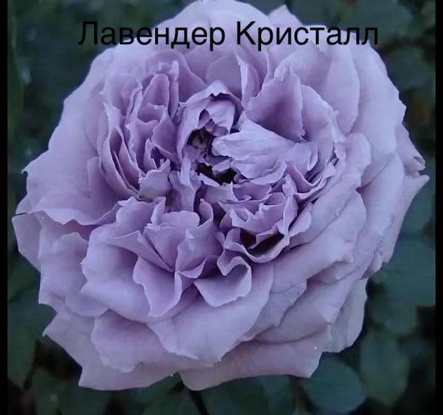 Лавендер Кристалл — изображение 2